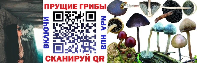 Псилоцибиновые грибы прущие грибы  купить закладку  Торжок 